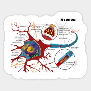 Diagram of a Typical Myelinated Vertebrate Motor Neuron Sticker